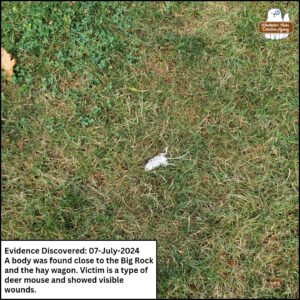 from several feet above, a dead white-footed mouse female in the grass; caption: Evidence discovered July 7, 2024 - a body was found close to the Big Rock and the hay wagon. Victim is a type of deer mouse and showed visible wounds.