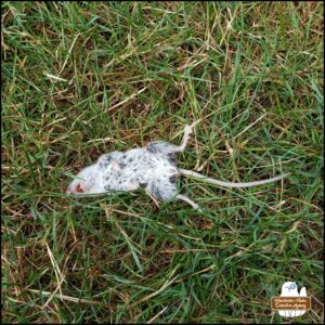 close up from above, a dead white-footed mouse female in the grass