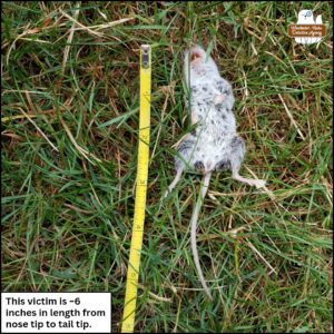 close up from above, a dead white-footed mouse female is supine in the grass next to a measuring tape; caption: This victim is approximately 6 inches in length from nose tip to tail tip.