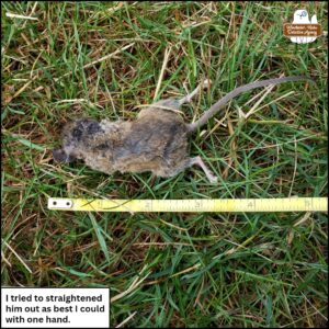 close up from above, a dead white-footed mouse female is face-down (prone) in the grass next to a measuring tape; caption: This victim is approximately 6 inches in length from nose tip to tail tip. Caption: I tried to straightened [sic] him [sic] out as best I could with one hand.