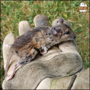 The mouse victim held in a gloved hand showing side view