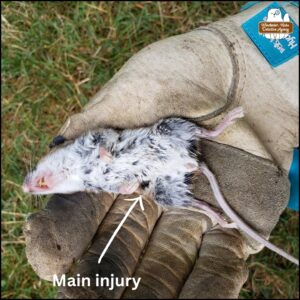 The mouse victim held in a gloved hand showing belly view with an arrow drawn to point out the main injury.