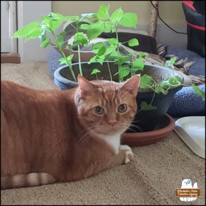 inside the office, orange tabby with white belly and mittens Oliver Winchester, lying next to a flower pot of catnip.