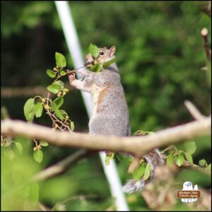 eastern grey squirrel on a branch eating mulberries