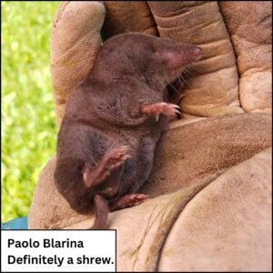 shrew in gloved hand to be rescued