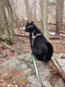 black cat Gus sitting on a rock in the woods