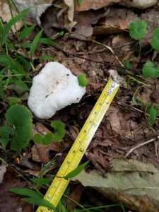 white mushroom on the ground that looks like a plop of marshmallow; possibly a puffball mushroom/fungi.