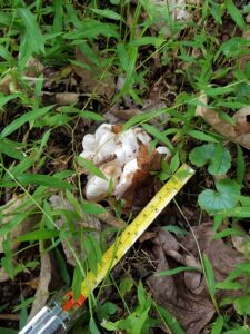 white mushroom on the ground that looks like a plop of marshmallow; possibly a puffball mushroom/fungi.