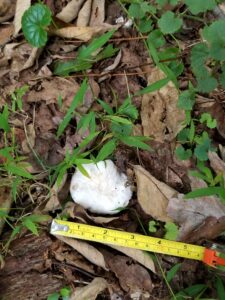 white mushroom on the ground that looks like a plop of marshmallow; possibly a puffball mushroom/fungi.