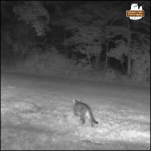 black and white night vision of a strange husky tabby cat on trailcam