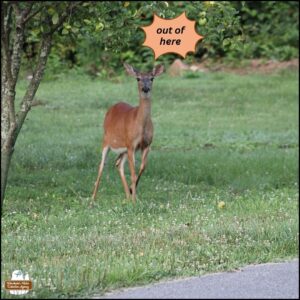 white-tailed deer (doe) under a small apple tree; thought bubble "out of here" as she's about to run.