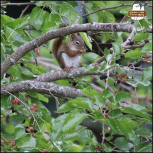 red squirrel in a mulberry tree happily eating berries, Ruddy Youngblood