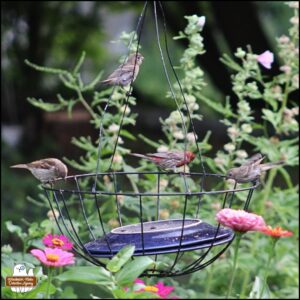 small songbirds at a wire feeder surrounded by tall flowers