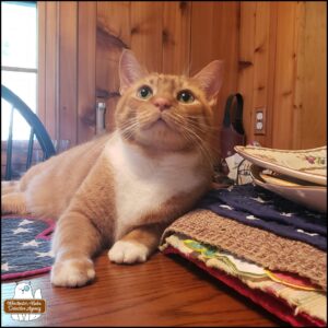 Ollie on dining room table next to a stack of cloth placemats.