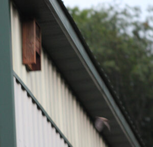 Big Brown Bat approaching bat house #1