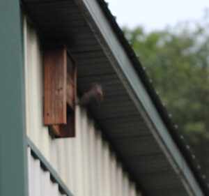 Big Brown Bat flying into bat house #1