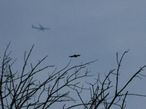 Big Brown Bat flying over the trees as a commercial airplane is visible above in dense fog.