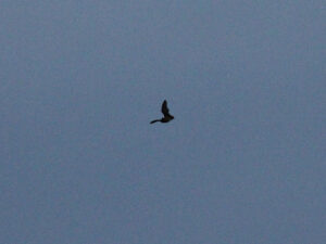 Big Brown Bat flying