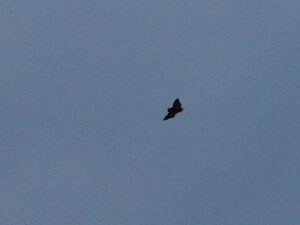 Big Brown Bat flying