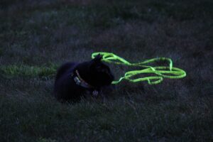 dark morning outside, black cat Gus wearing glowing bright leash