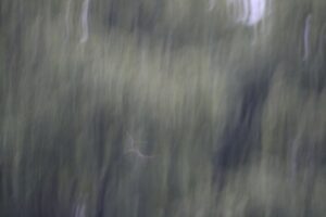 A photograph taken August 7, 2024 while trying to photograph bats. This is showing a completely blurry outdoors scene. There are some vertical shapes like light grey snakes falling from the sky; the most unusual part is a subject one-third up from the bottom in the center which looks like a naked, headless body with arms and legs spread out.