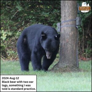 2024-Aug-12 black bear with two ear tags, something I was told is standard practice (when tagging); bear on all fours close to maple tree.