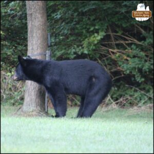 black bear on all fours close to maple tree;