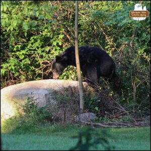 black bear climbing on top of the big rock where bird seed and peanuts are spread for critters