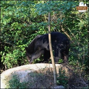 black bear on top of the big rock where bird seed and peanuts are spread for critters