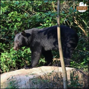 black bear on top of the big rock where bird seed and peanuts are spread for critters