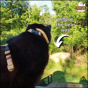 the back of black cat Gus looking over his shoulder at the rock (an arrow pointing to it) where the bear was