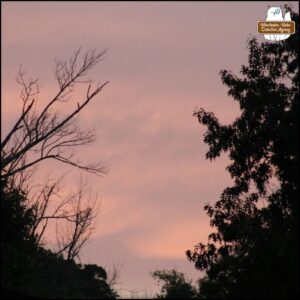 pink sunrise with silhouette trees