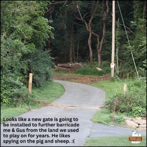 view of the driveway with 2 new wooden posts on either side; "looks like a new gate is gong to be installed to further barricade me and Gus from the land we used to play on for years. He likes spying on the pig and sheep. *sad emoji*"