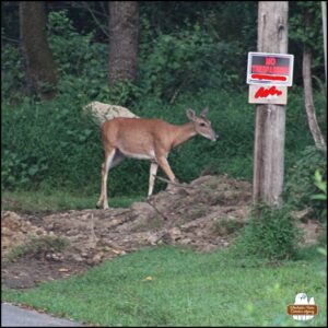 female deer up the driveway on the grass and dirt embankment next to a utility pole