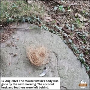 August 17, 2024 - The mouse victim's body was gone by the next morning. The coconut husk and feathers were left behind on the slate at the edge of Gnome Grove.