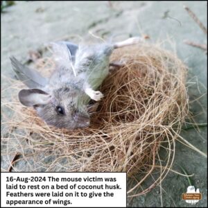 August 16, 2024 the mouse victim was laid to rest on a nest of coconut husk and given "wings" made of individual dove feathers.