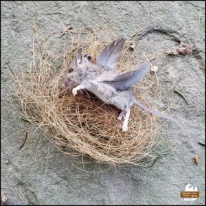 the mouse victim as it was laid to rest on a nest of coconut husk and given "wings" made of individual dove feathers.