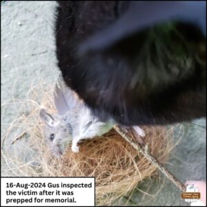 black cat Gus smelling the mouse victim as it was laid to rest on a nest of coconut husk and given "wings" made of individual dove feathers.