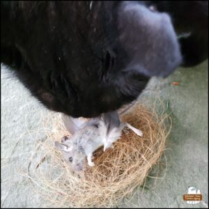 black cat Gus smelling the mouse victim as it was laid to rest on a nest of coconut husk and given "wings" made of individual dove feathers.