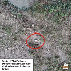 August 16, 2024 evidence discovered: a red circle around a dead mouse found on the dirt. Caption: a small mouse victim deceased in Gnome Grove