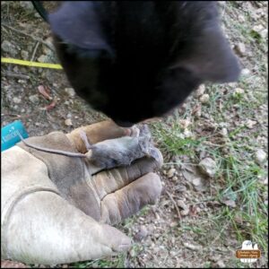 black cat Gus sniffing the mouse's body held in Amber's gloved hand