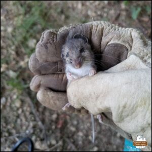 leather gloved hand showing the mouse victim close up; mouse's eyes are open and solid black, brownish fur on top, white underneath and on paws; a type of deer mouse