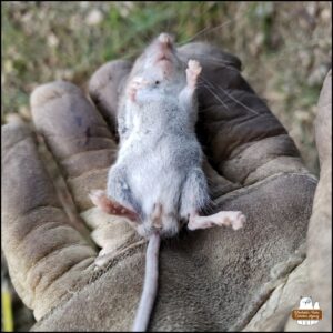 leather gloved hand showing the mouse victim close up; the body is supine (belly up)