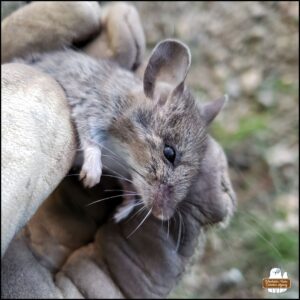 leather gloved hand showing the mouse victim close up; mouse's eyes are open and solid black, brownish fur on top, white underneath and on paws; a type of deer mouse