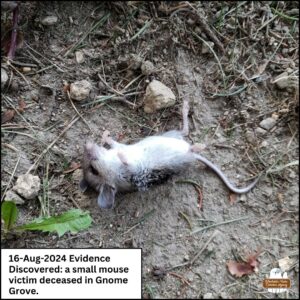 August 16, 2024 evidence discovered: a small mouse victim deceased in Gnome Grove on the dirt. The body was relatively clean (not covered in insects, dirt, or blood); found supine (belly up)