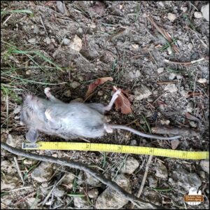 August 16, 2024 victim exam: small dead mouse placed alongside a measuring tape on the ground; mouse's length is approximately five inches.