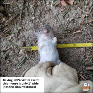 August 16, 2024 victim exam: small dead mouse placed supine (belly up) on top of a measuring tape on the ground; mouse's diameter is only one-inch wide.