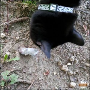 black cat Gus examining the mouse victim on the ground by lifting its tail with his mouth