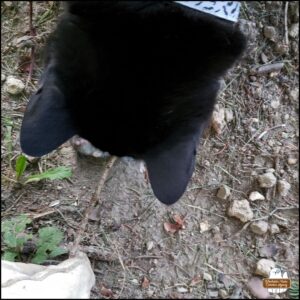 black cat Gus smelling the mouse victim's body on the ground