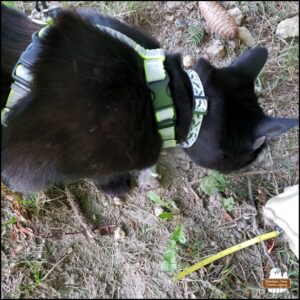 black cat Gus smelling around the mouse victim's body on the ground